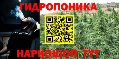 шишки Будённовск